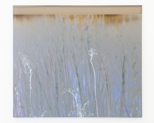 An double-image of sprigs of grass on Staten Island, in a periwinkle hue