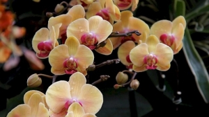 A video film still of orchids, yellow