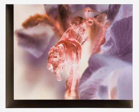 A color photograph of an iris flower in pink, amid purple leaves. It is mounted on brown/black plexiglass.