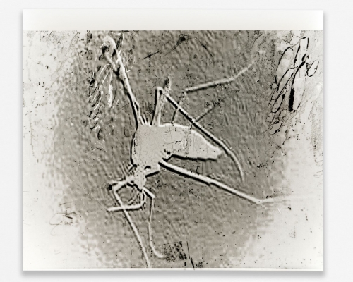 A close-up, manipulated photograph of a mosquito, mostly white with tones of gray.